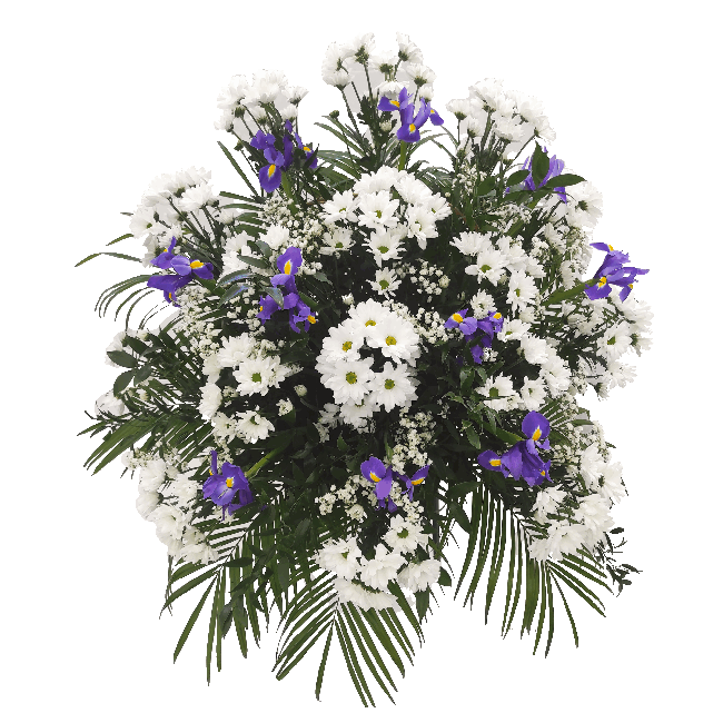 Chryzantém, iris