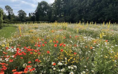 Komentované procházky v červenci 2025